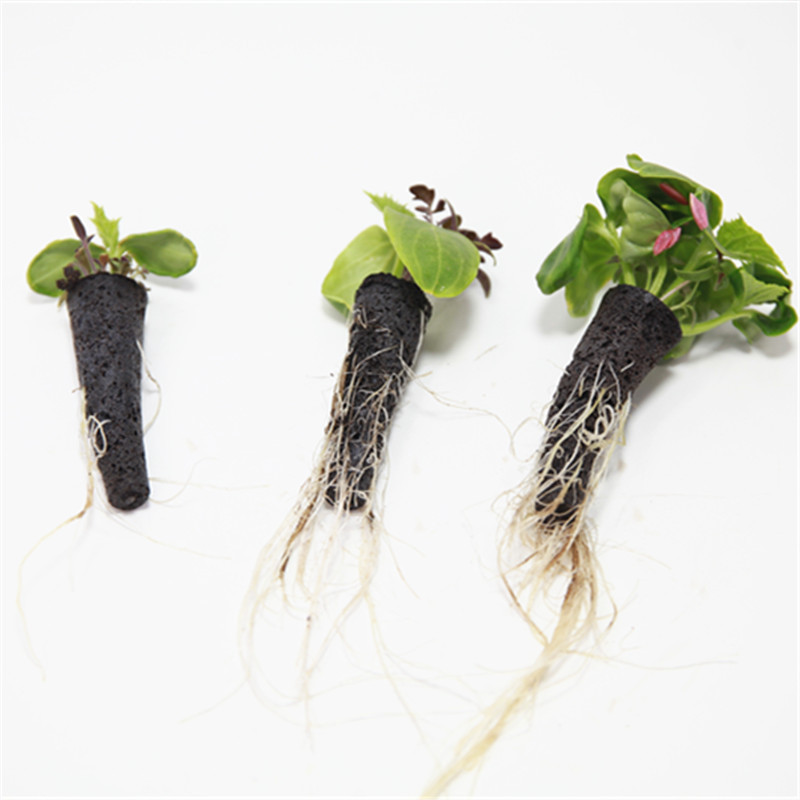 50/100pcs Plant Grow Basket Fo - Aerogarden Seed Pod ulasan dan harga